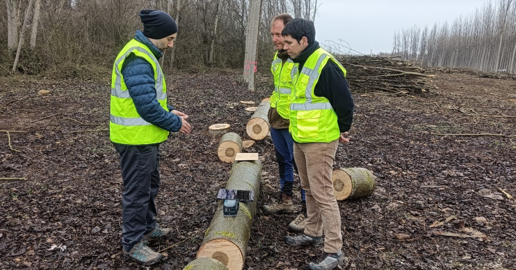 ULE researchers map wood quality in real time using non-destructive technology and digital twins